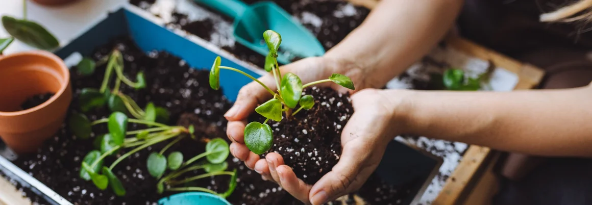 Person hält Pflanze und Blumenerde in den Händen